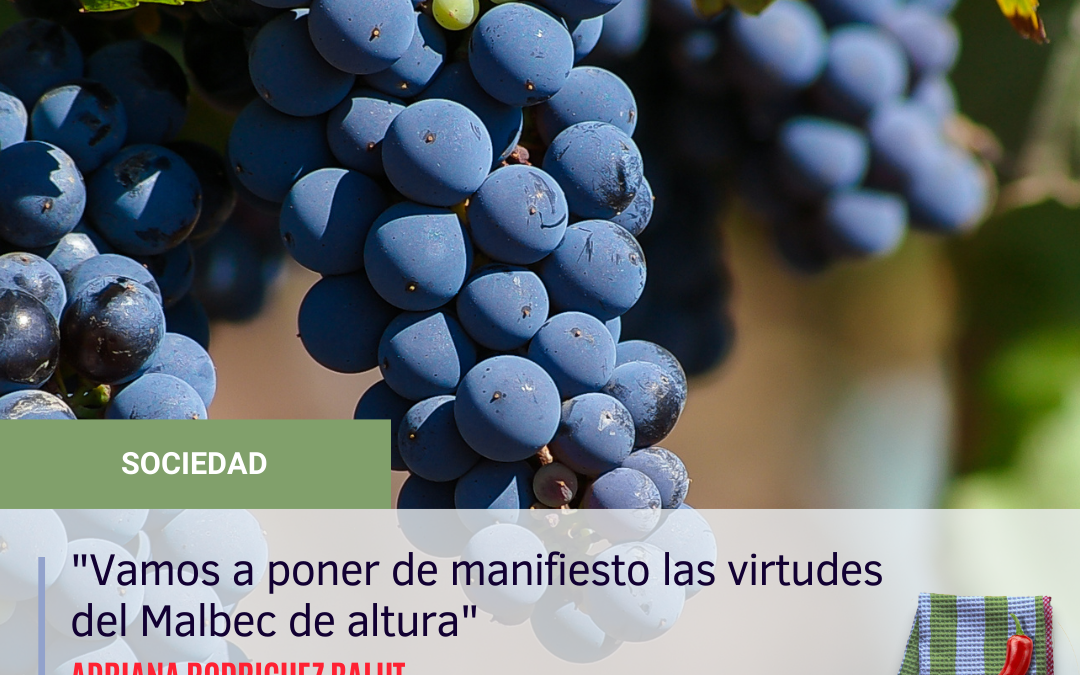 El Museo de la Vid y el vino celebra la Semana del Malbec de altura